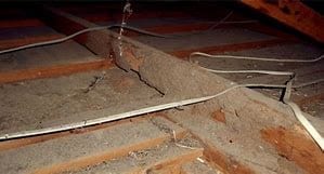 Pest inspection in Darwin