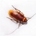 Pest Control