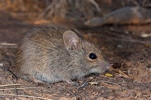 Rodent control