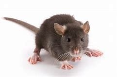 Rat removal