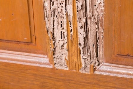 Pest treatment
